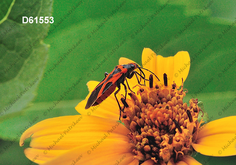 False Milkweed Bug (Lygaeus turcicus)